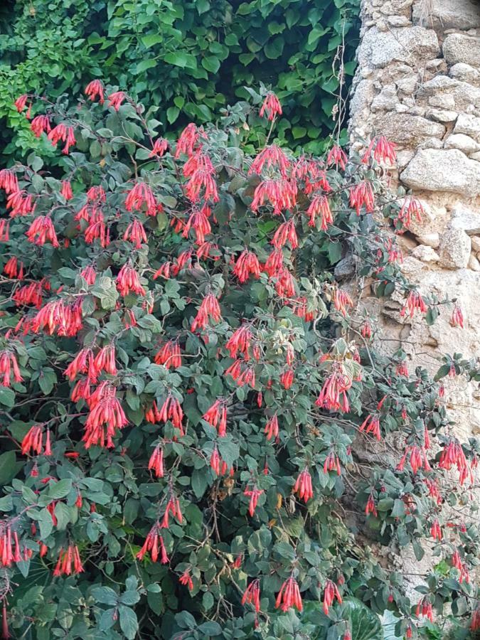 Flowery Tropea Apartment Exterior photo